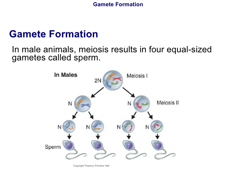 Process of gamete formation in males and females